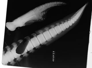 To NMNH Extant Collection (USNM 484929 Lissodelphis borealis Radiograph 001)