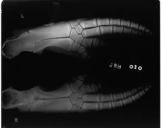 To NMNH Extant Collection (USNM 571322 Lissodelphis borealis Radiograph 001)
