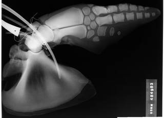 To NMNH Extant Collection (USNM 484983 Tursiops truncatus Radiograph 001)