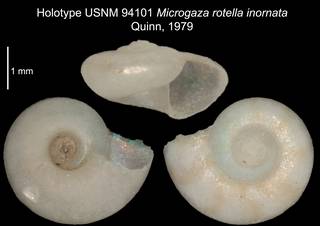 To NMNH Extant Collection (IZ MOL 94101 Holotype Shell plate)