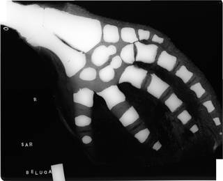 To NMNH Extant Collection (USNM 571021 Delphinapterus leucas Radiograph 001)