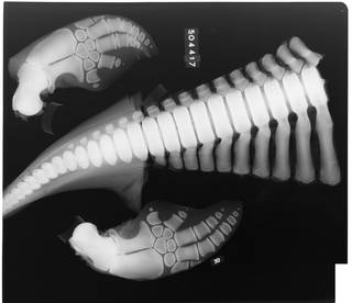 To NMNH Extant Collection (USNM 504417 Phocoenoides dalli Radiograph 001)