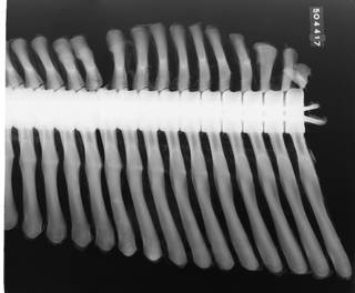 To NMNH Extant Collection (USNM 504417 Phocoenoides dalli Radiograph 002)