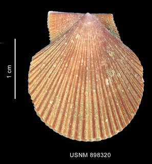 To NMNH Extant Collection (Chlamys patagonica (King, 1832) left valve outer view)