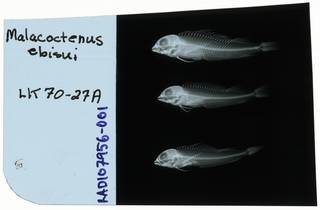 To NMNH Extant Collection (Malacoctenus ebisui RAD107956-001)