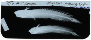 To NMNH Extant Collection (Mnierpes macrocephalus RAD107959-001)