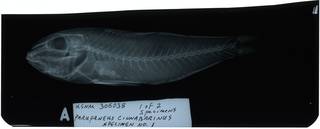 To NMNH Extant Collection (Parupeneus heptacanthus RAD105911-001)
