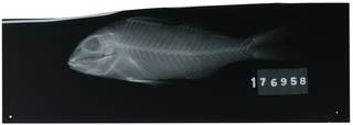 To NMNH Extant Collection (Upeneichthys porosus RAD111108-001)