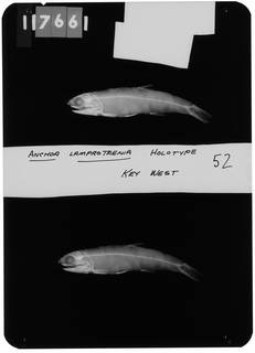 To NMNH Extant Collection (Anchoa lamprotaenia RAD103929-001)
