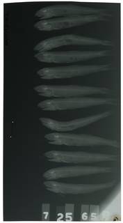 To NMNH Extant Collection (Anchoa lyolepis RAD103931-002)