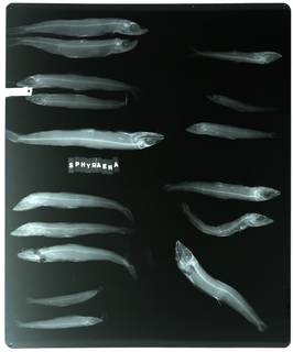 To NMNH Extant Collection (Argentina sphyraena RAD103989-001)