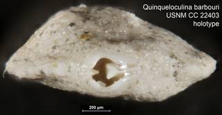 To NMNH Paleobiology Collection (Quinqueloculina barbouri USNM CC 22403 holotype ap)