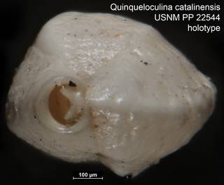 To NMNH Paleobiology Collection (Quinqueloculina catalinensis USNM PP 22544 holotype ap)