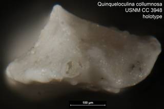 To NMNH Paleobiology Collection (Quinqueloculina collumnosa USNM CC 3948 holotype ap)