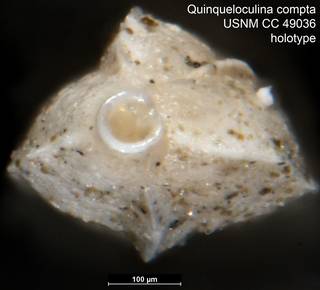To NMNH Paleobiology Collection (Quinqueloculina compta USNM CC 49036 holotype ap)
