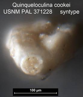 To NMNH Paleobiology Collection (Quinqueloculina cookei USNM PAL 371228 syntype ap)