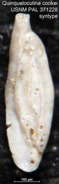 To NMNH Paleobiology Collection (Quinqueloculina cookei USNM PAL 371228 syntype)