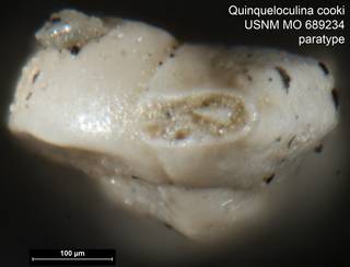 To NMNH Paleobiology Collection (Quinqueloculina cooki USNM MO 689234 paratype ap)