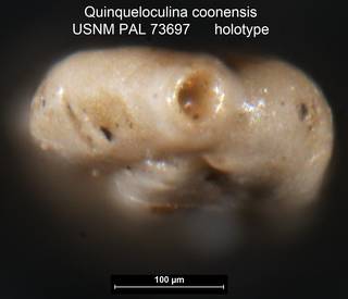To NMNH Paleobiology Collection (Quinqueloculina coonensis USNM PAL 73697 holotype ap)