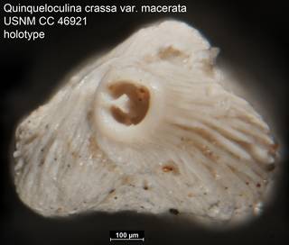To NMNH Paleobiology Collection (Quinqueloculina crassa var. macerata USNM CC 46921 holotype ap)