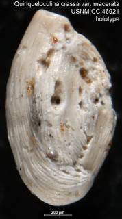 To NMNH Paleobiology Collection (Quinqueloculina crassa var. macerata USNM CC 46921 holotype)