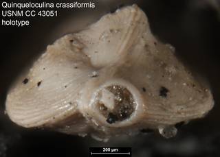 To NMNH Paleobiology Collection (Quinqueloculina crassiformis USNM CC 43051 holotype ap)