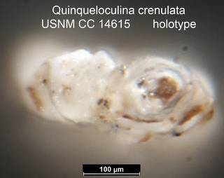 To NMNH Paleobiology Collection (Quinqueloculina crenulata USNM CC 14615 holotype ap)