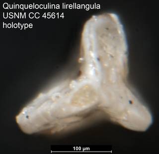 To NMNH Paleobiology Collection (Quinqueloculina lirellangula USNM CC 45614 holotype ap)