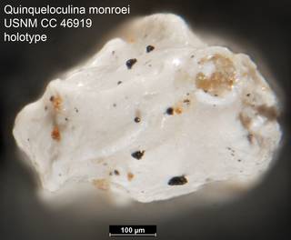 To NMNH Paleobiology Collection (Quinqueloculina monroei USNM CC 46919 holotype ap)