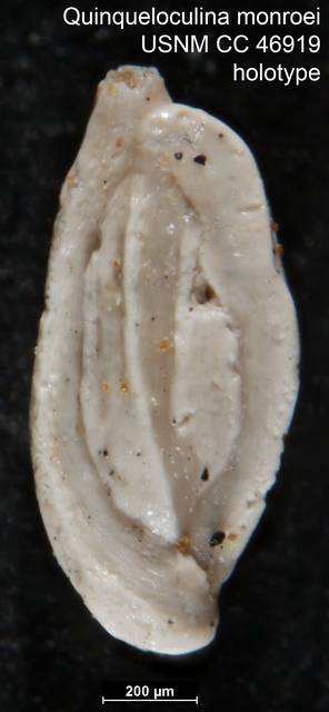 To NMNH Paleobiology Collection (Quinqueloculina monroei USNM CC 46919 holotype)
