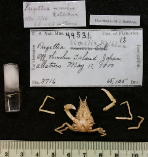 To NMNH Extant Collection (Pugettia similis Rathbun, 1932 USNM Holotype 49531)