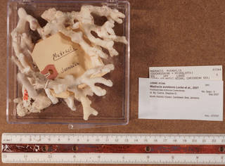 To NMNH Extant Collection (IZ USNM 81344 fragments)
