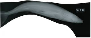 To NMNH Extant Collection (Carcharhinus albimarginatus RAD107018-001)