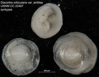 To NMNH Paleobiology Collection (Discorbis orbicularis var. antillea USNM CC 22407 syntypes)