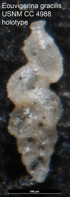 To NMNH Paleobiology Collection (Eouvigerina gracilis USNM CC 4988 holotype)
