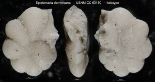 To NMNH Paleobiology Collection (Epistomaria dominicana USNM CC 63150 holotype)
