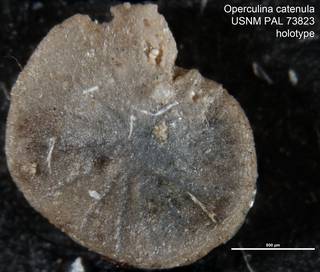 To NMNH Paleobiology Collection (Operculina catenula USNM PAL 73823 holotype)