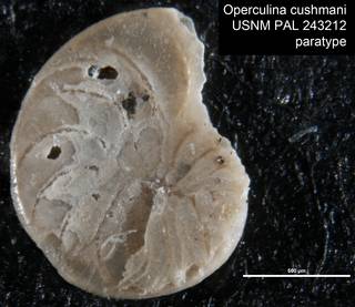 To NMNH Paleobiology Collection (Operculina cushmani USNM PAL 243212 paratype)