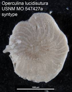 To NMNH Paleobiology Collection (Operculina lucidisutura USNM MO 547427a syntype)