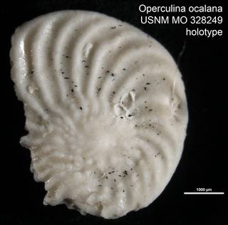 To NMNH Paleobiology Collection (Operculina ocalana USNM MO 328249 holotype)