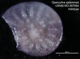To NMNH Paleobiology Collection (Operculina qatarensis USNM MO 687684 holotype)
