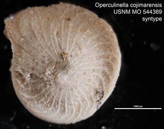 To NMNH Paleobiology Collection (Operculinella cojimarensis USNM MO 544369 syntype)