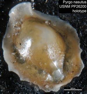 To NMNH Paleobiology Collection (Pyrgo nasutus USNM PP26200 holotype)