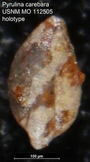 To NMNH Paleobiology Collection (Pyrulina carebara USNM MO 112505 holotype)