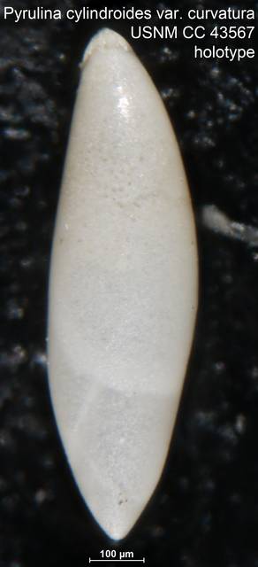 To NMNH Paleobiology Collection (Pyrulina cylindroides var. curvatura USNM CC 43567 holotype)
