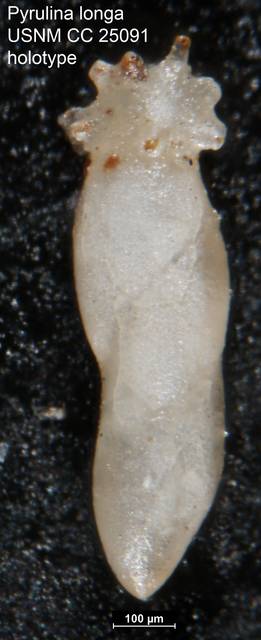 To NMNH Paleobiology Collection (Pyrulina longa USNM CC 25091 holotype)