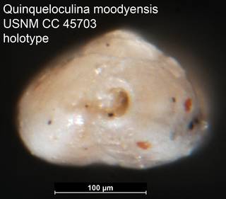 To NMNH Paleobiology Collection (Quinqueloculina moodyensis USNM CC 45703 holotype ap)
