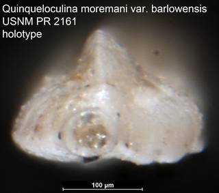 To NMNH Paleobiology Collection (Quinqueloculina moremani var. barlowensis USNM PR 2161 holotype ap)