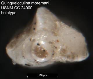 To NMNH Paleobiology Collection (Quinqueloculina moremani USNM CC 24000 holotype ap)