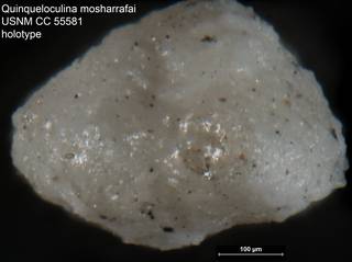 To NMNH Paleobiology Collection (Quinqueloculina mosharrafai USNM CC 55581 holotype ap)